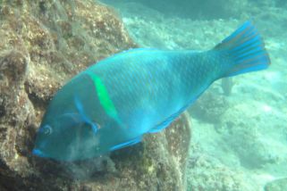 Anampses caeruleopunctatus - Blaupunkt-Perllippfisch (Gelbbrust-Lippfisch, Diamanten-Perljunker)
